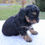 Thumbnail: Della