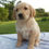 Thumbnail: Golden Retriever