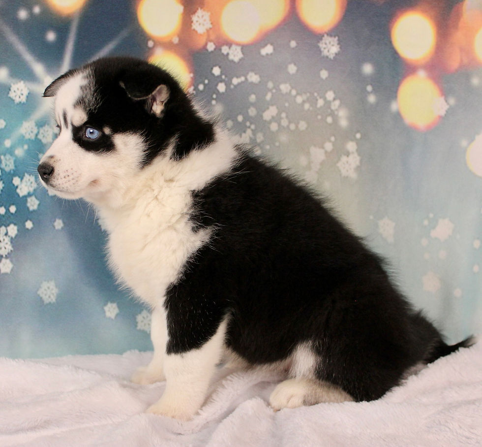 Thumbnail: Pomsky