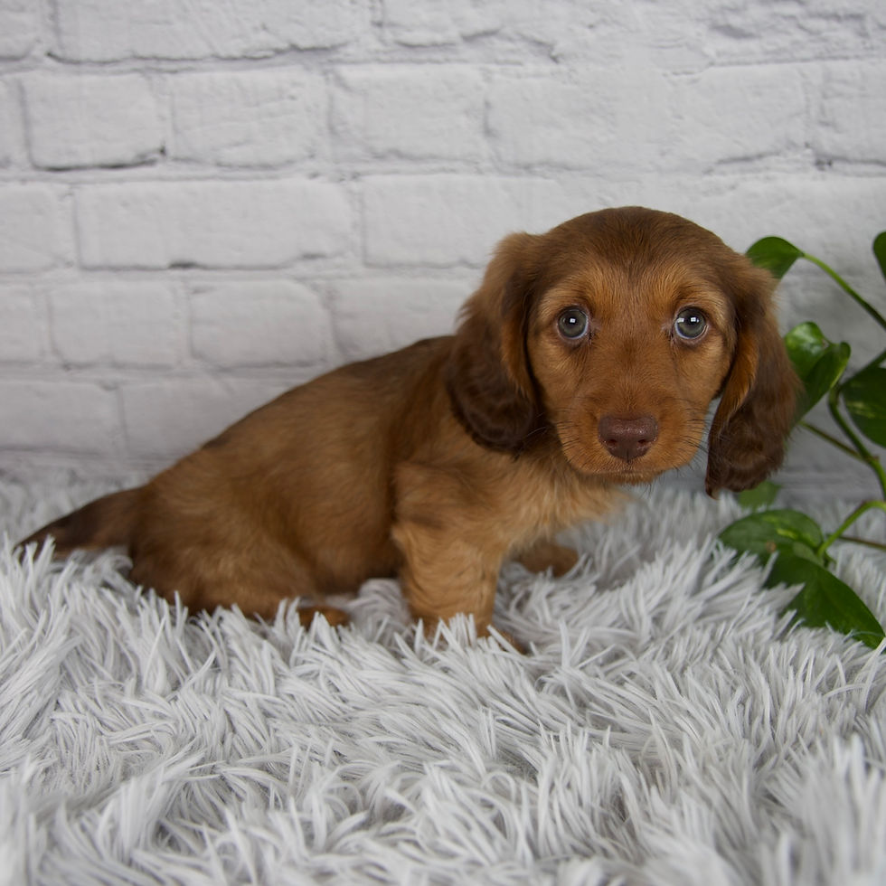 Thumbnail: mini dachshund