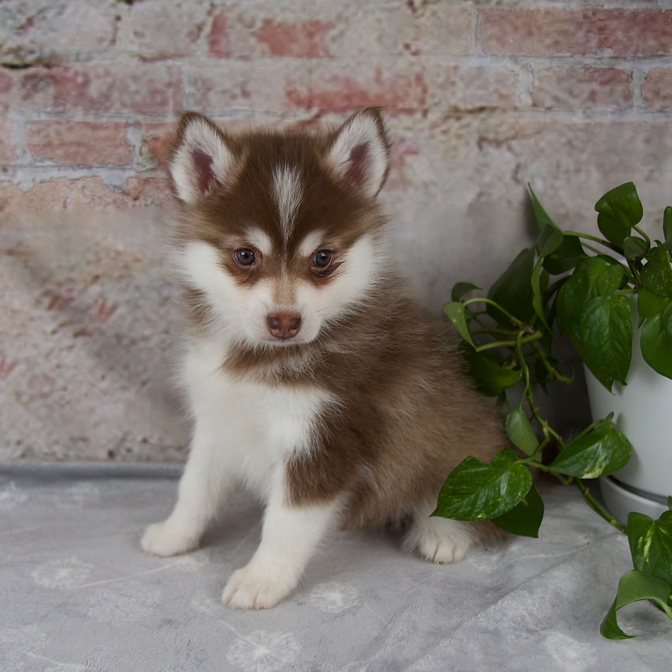 Thumbnail: pomsky