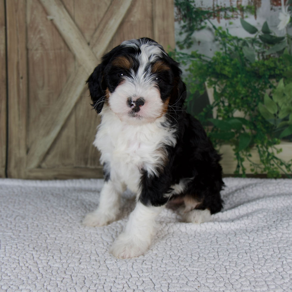 Thumbnail: Mini Bernedoodle