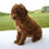Thumbnail: Poodle