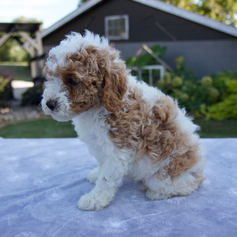 Thumbnail: Payton Cavapoo