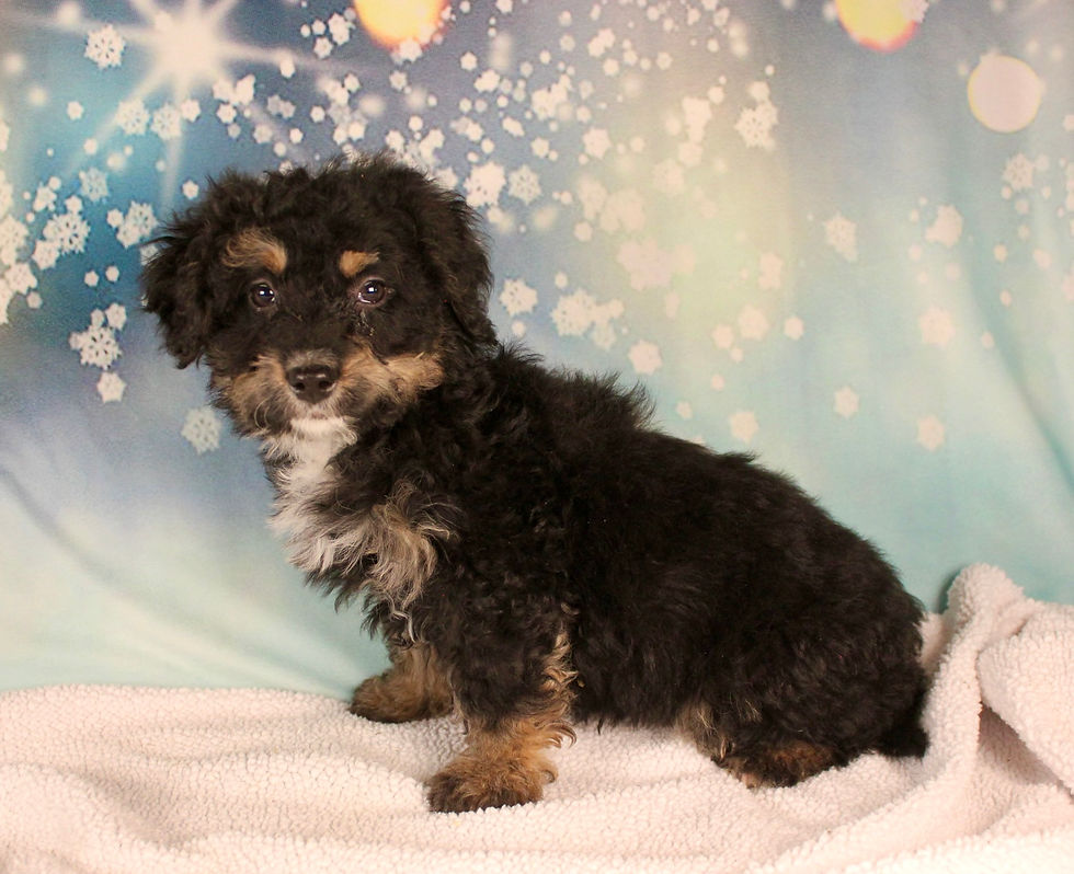 Thumbnail: Sonya Mini Bernedoodle