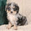 Thumbnail: Mini Bernedoodle