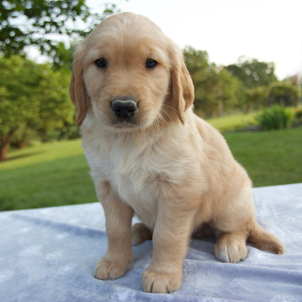 Thumbnail: Golden Retriever