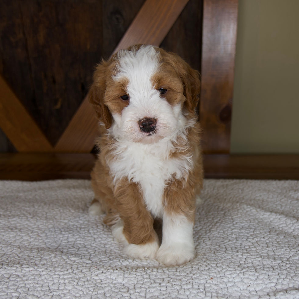 Thumbnail: Sanderson Mini Bernedoodle