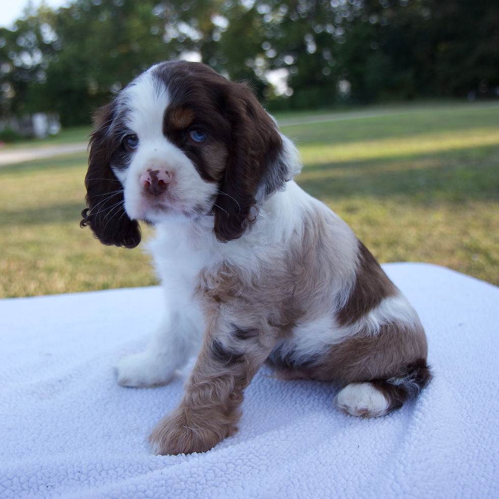 Thumbnail: Tinker Cocker Spaniel