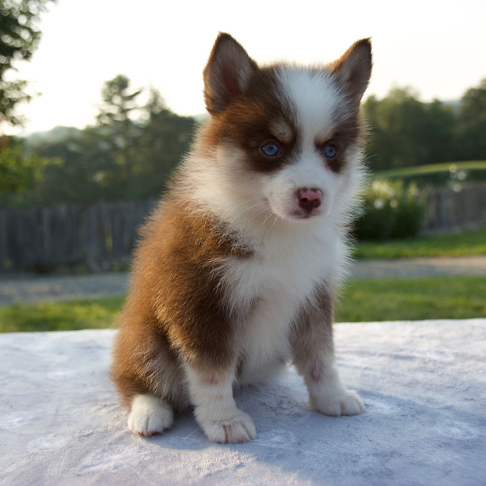Pomsky
