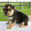 Thumbnail: Gus