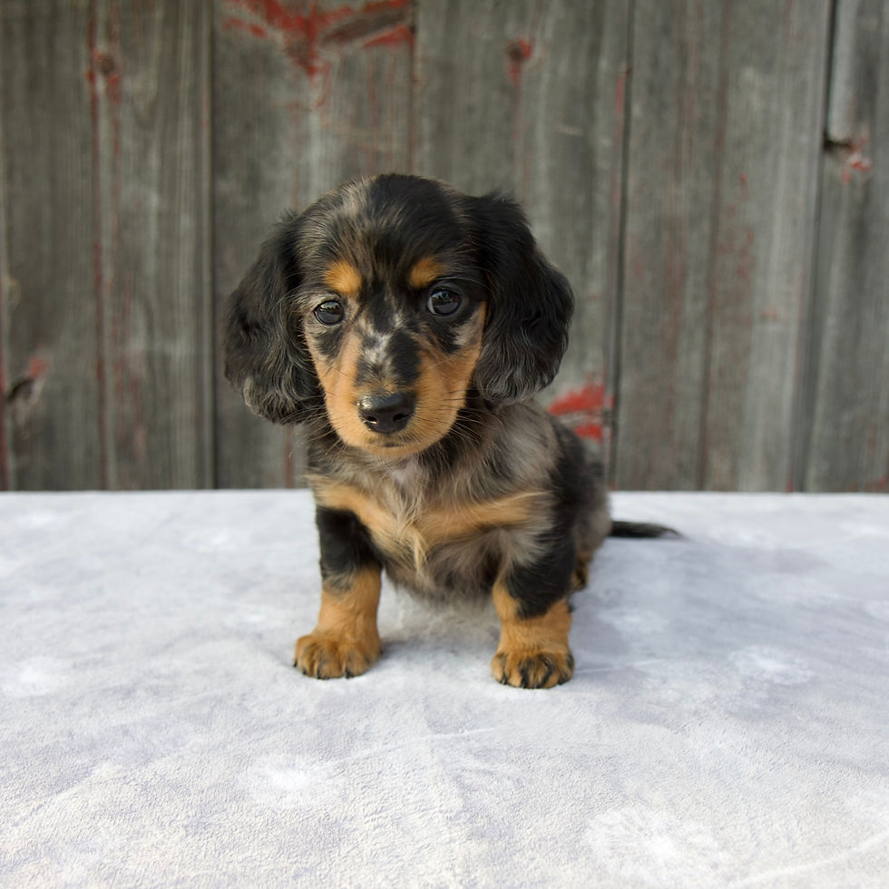 Thumbnail: Mali Mini Dachshund