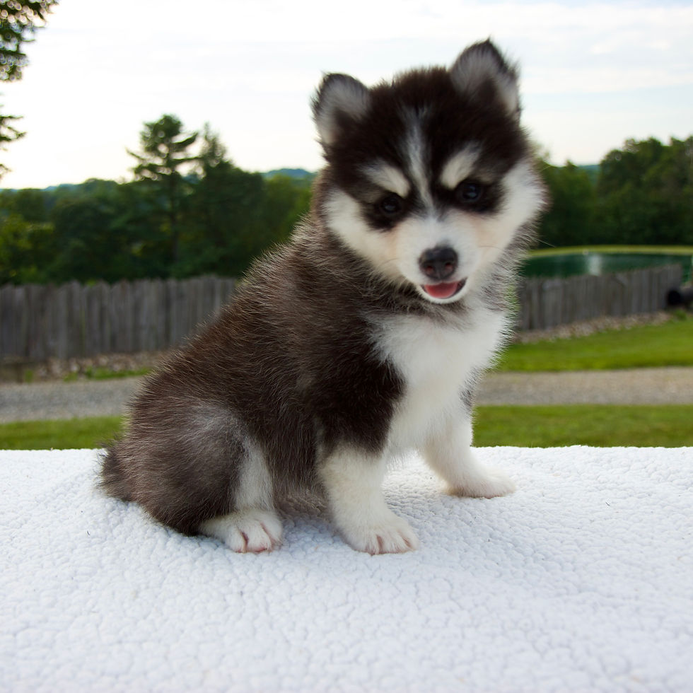 Thumbnail: Pomsky