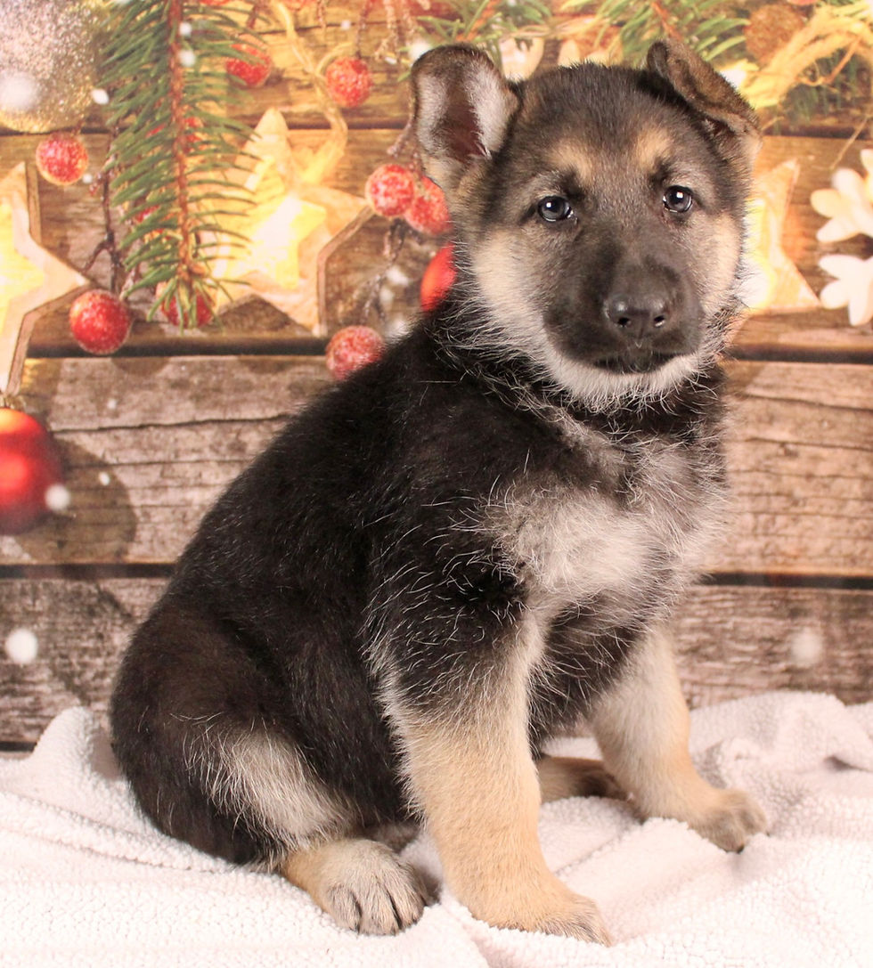 Thumbnail: German Shepherd