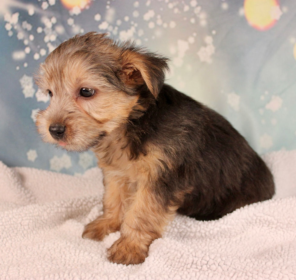 Thumbnail: Yorkshire Terrier Puppy