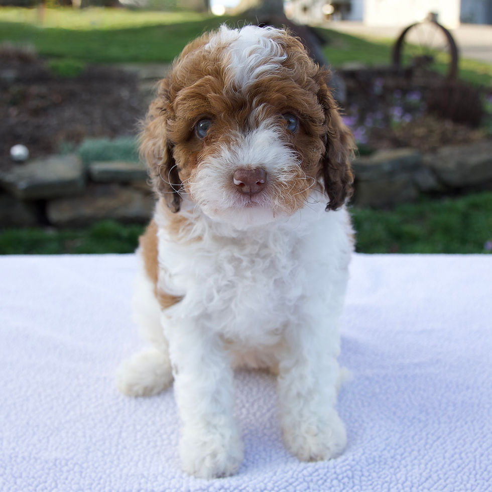 Cavapoo