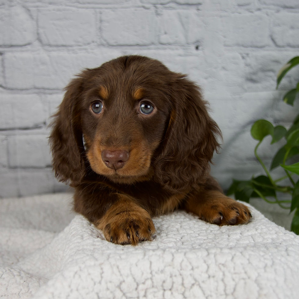 Thumbnail: Manning Miniature Dachshund