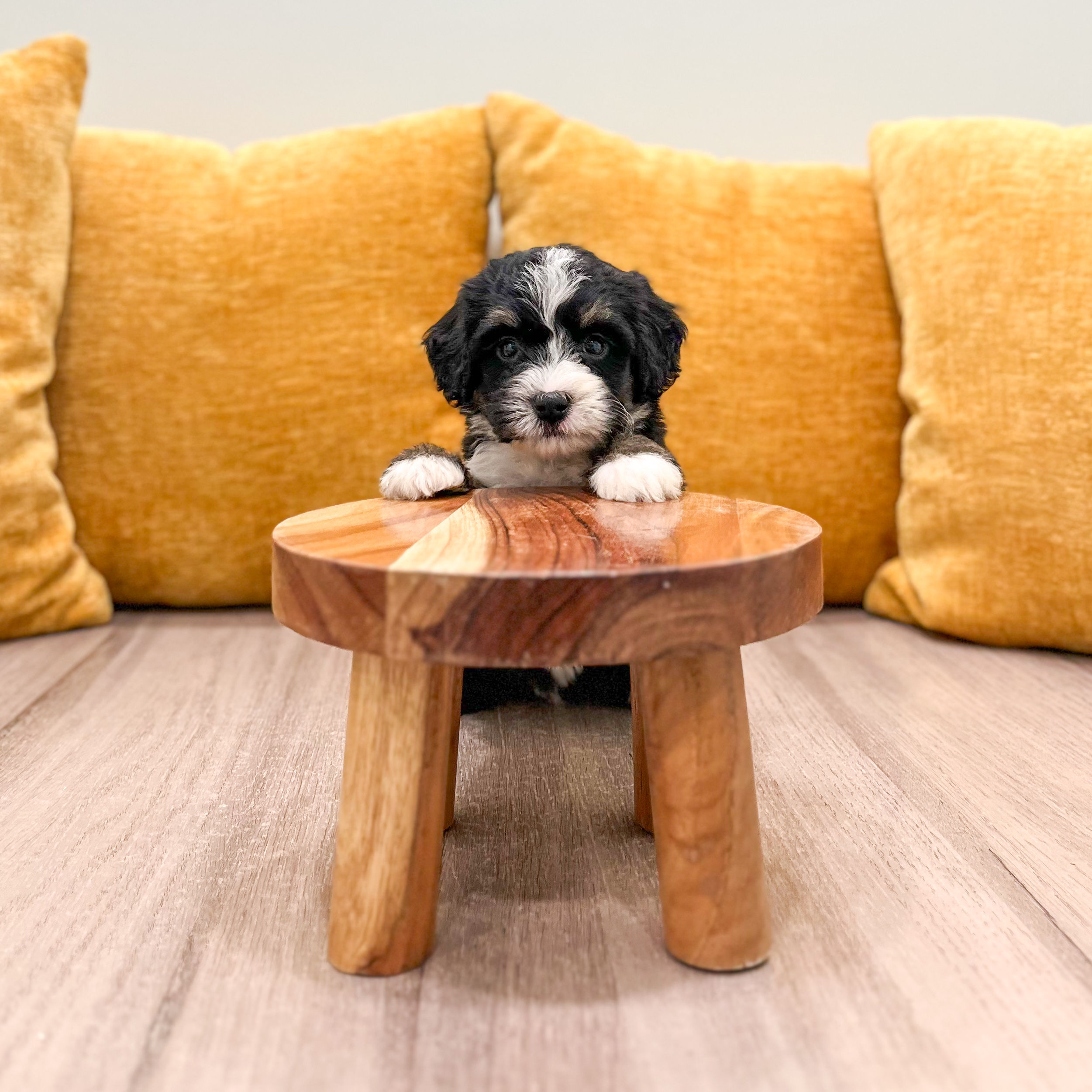 Sophie Mini Bernedoodle