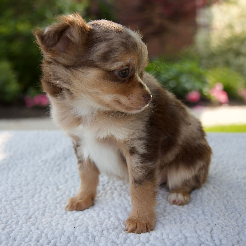 Thumbnail: Chihuahua