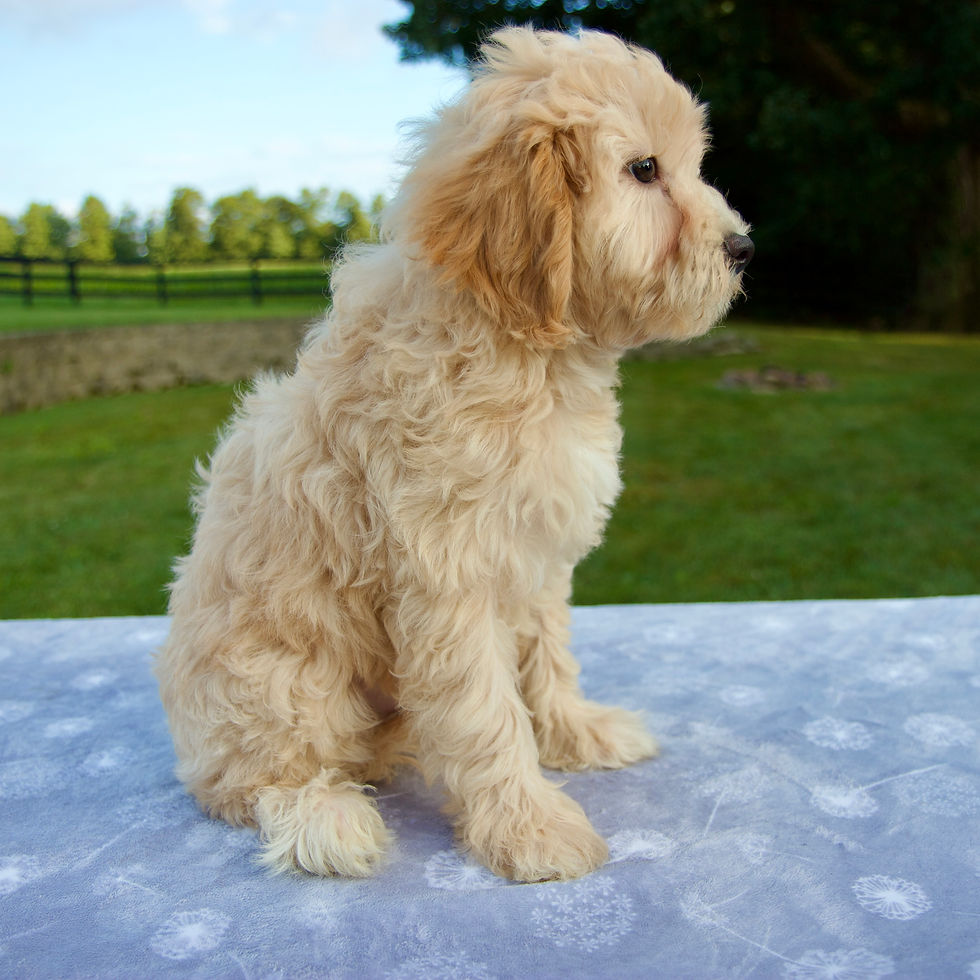 Thumbnail: Teddy Cavapoo