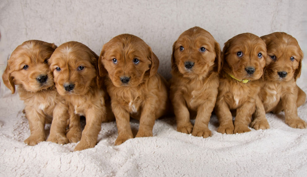 Thumbnail: Mini Golden