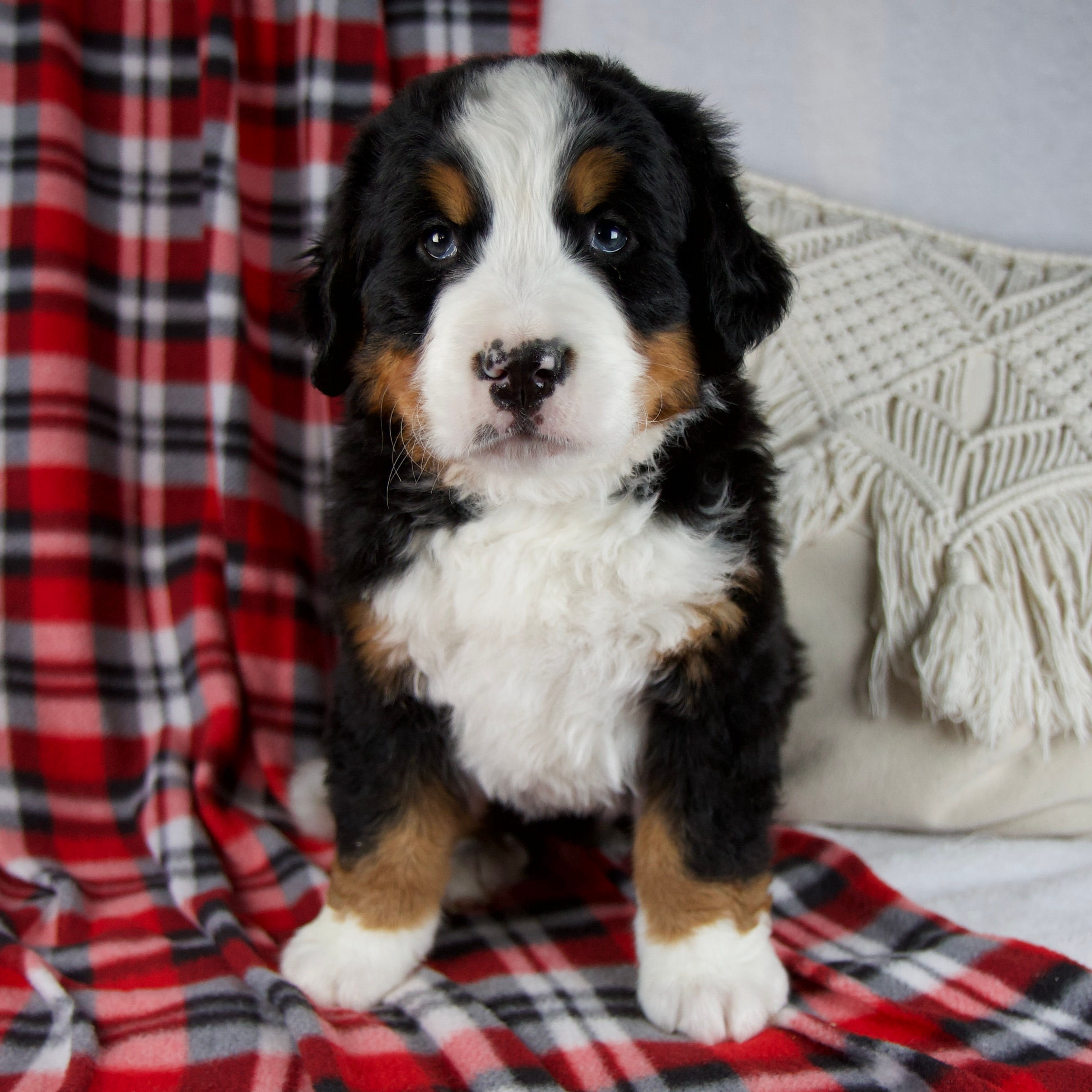 Jesse Bernese Mt Dog