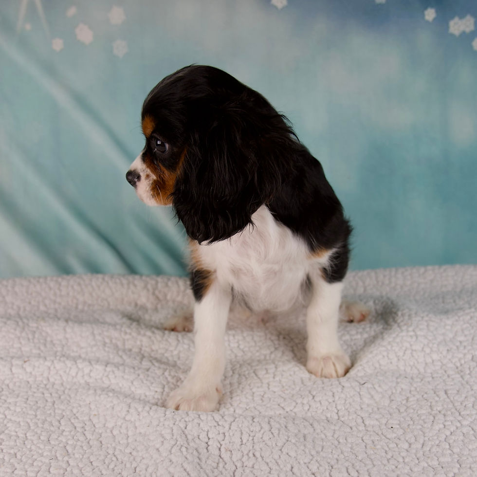 Thumbnail: Cavalier King Charles Spaniel
