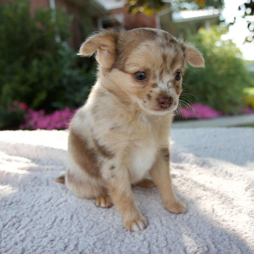 Thumbnail: Xavier Chihuahua