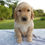 Thumbnail: Golden Retriever