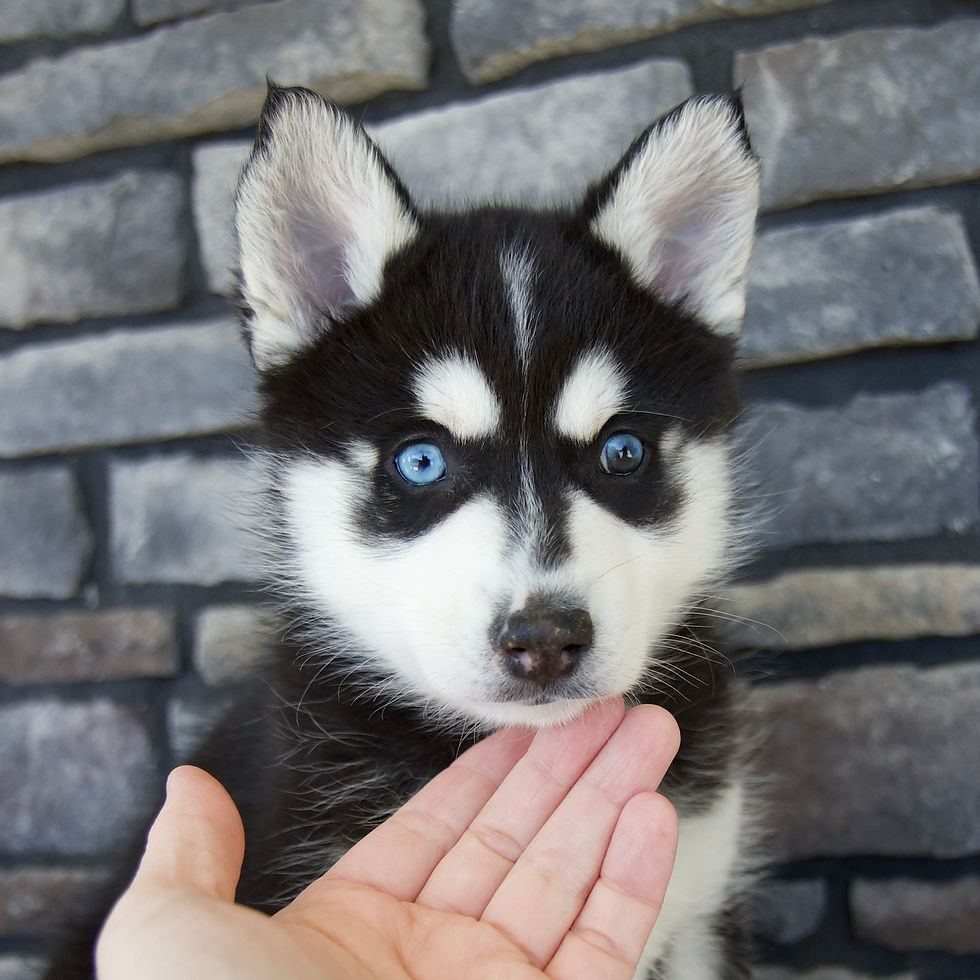 Thumbnail: Pomsky