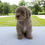 Thumbnail: Miniature Poodle