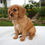 Thumbnail: Caviler King Charles Spaniel