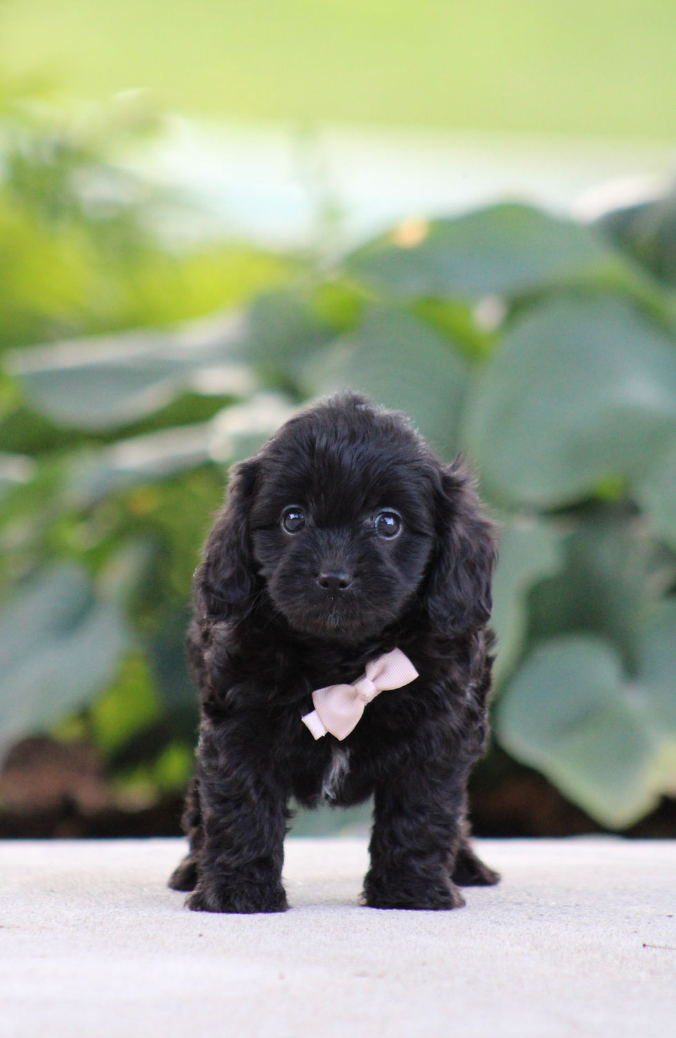 Cavapoo