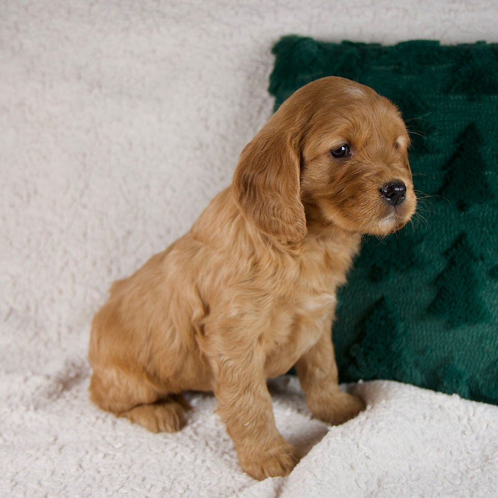 Thumbnail: Mini Golden