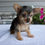 Thumbnail: Titus Yorkie