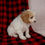 Thumbnail: Cavapoo