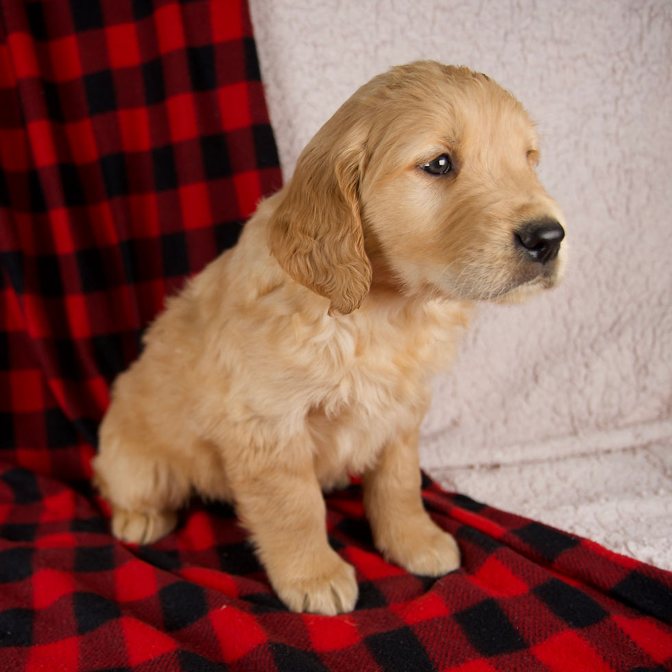 Thumbnail: Golden Retriever