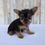 Thumbnail: Yorkie