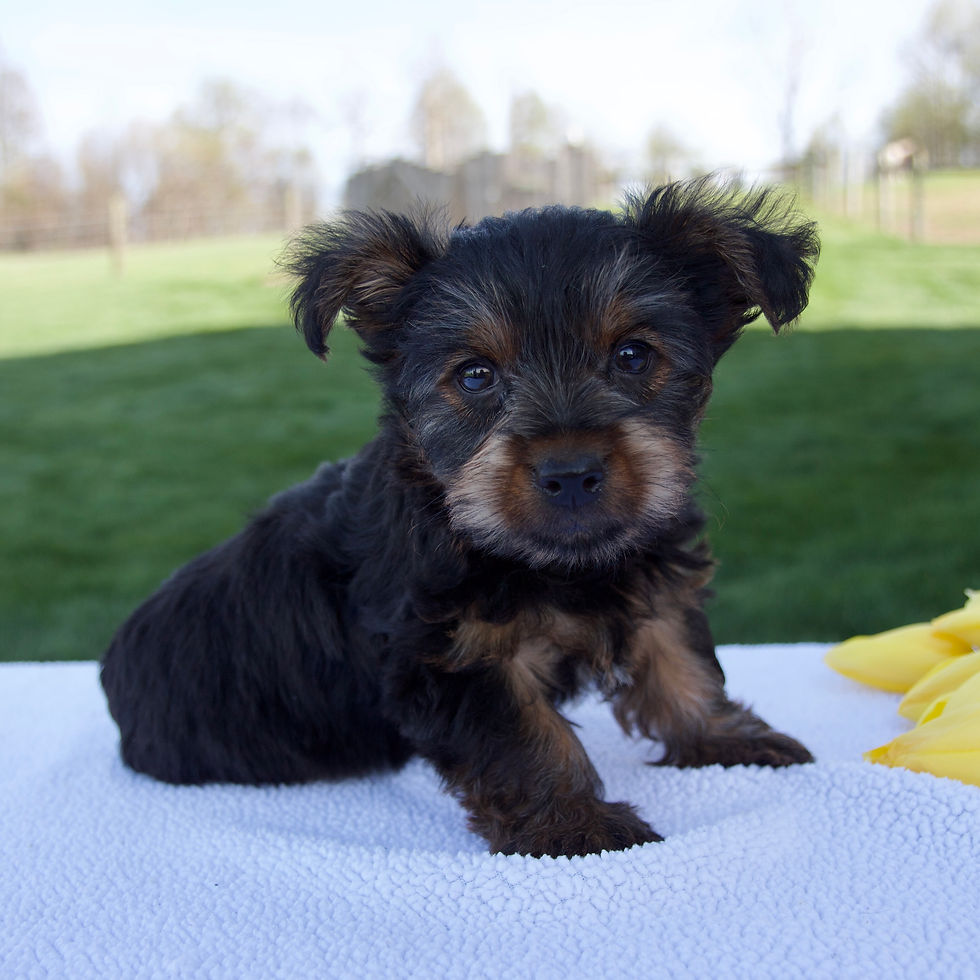 Thumbnail: Mason Yorkshire Terrier
