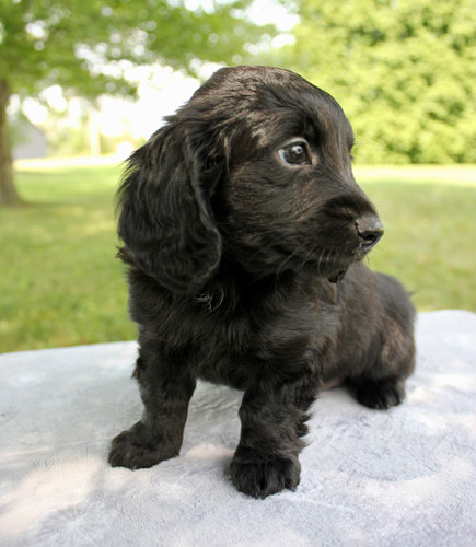 Dog Breed Black Cocker Spaniel Puppies Near Me Spaniel Rescue