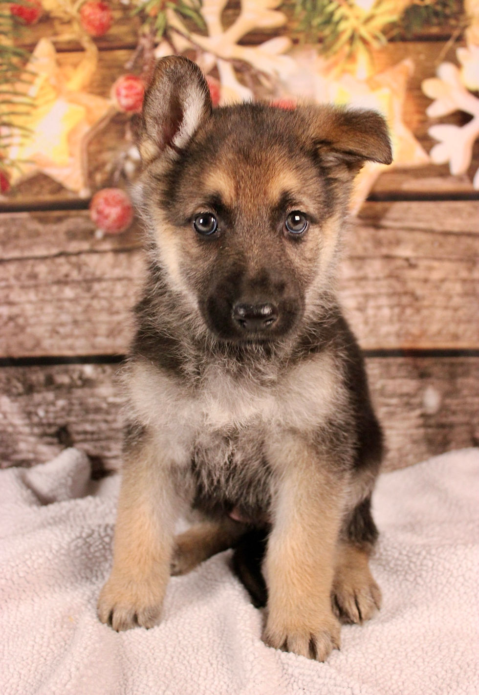 Thumbnail: German Shepherd