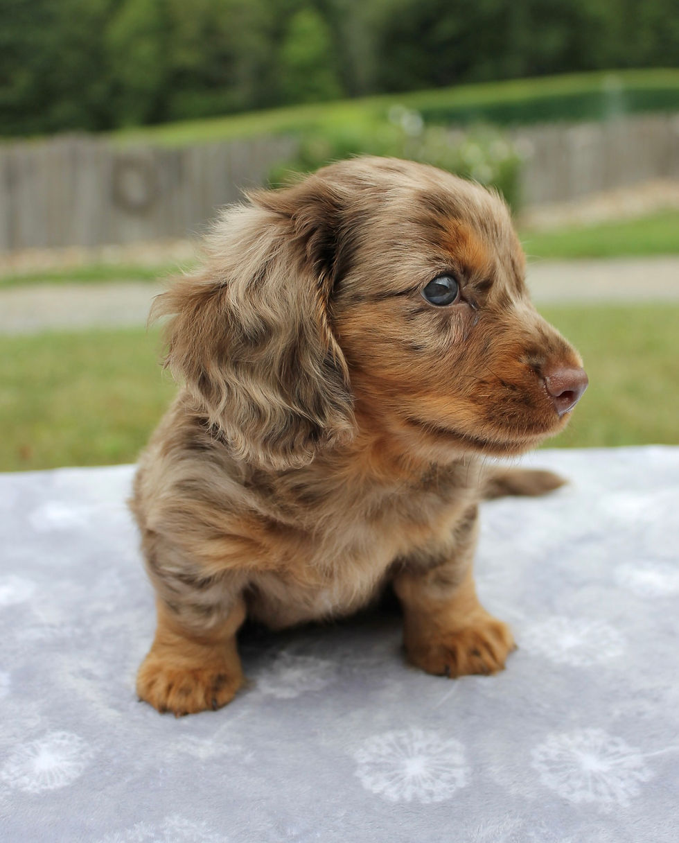 Thumbnail: Dachshund Puppy