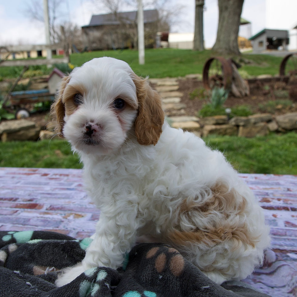 Thumbnail: Leo Cavapoo