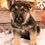 Thumbnail: German Shepherd