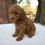 Thumbnail: Miniature Poodle