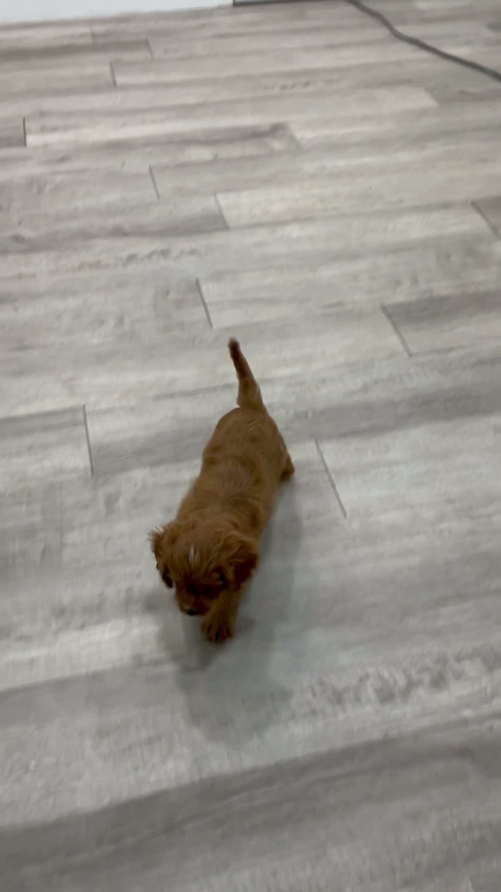 Thumbnail: Rocky Cavapoo