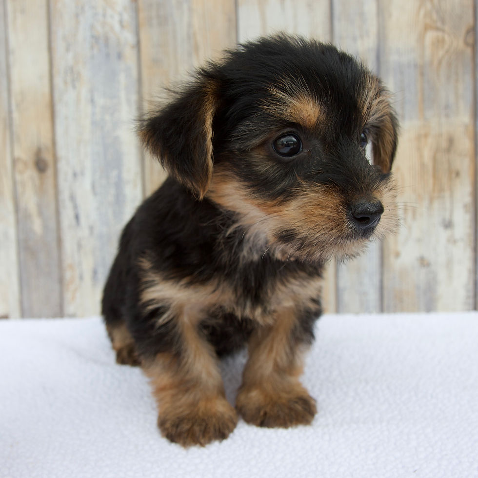 Thumbnail: Kenny Morkie