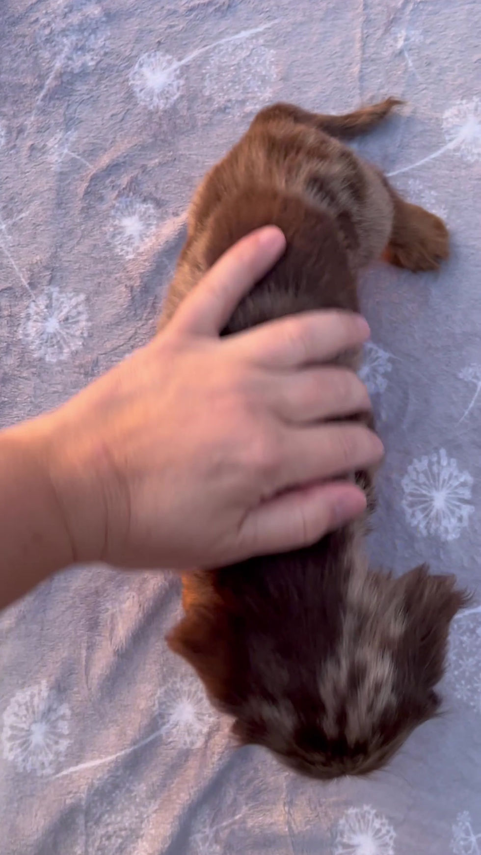 Thumbnail: Lexi Dachshund