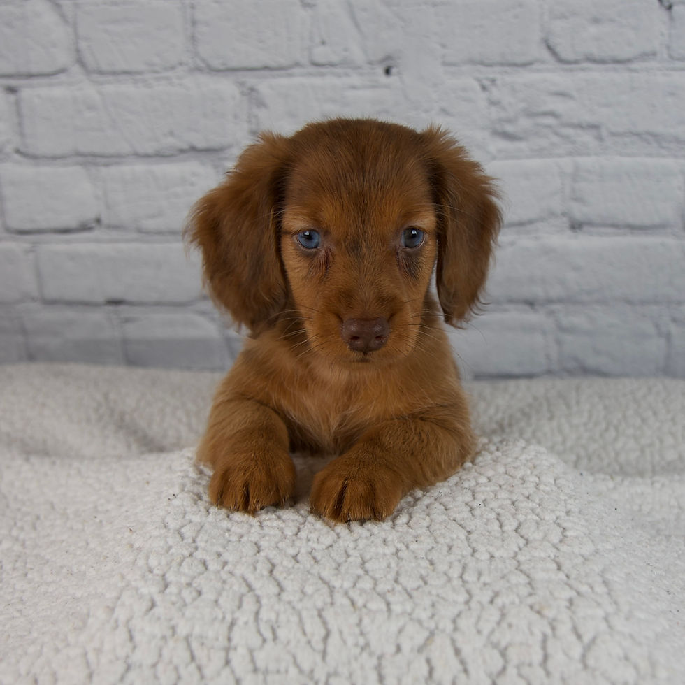 Thumbnail: Brodie Mini Dachshund