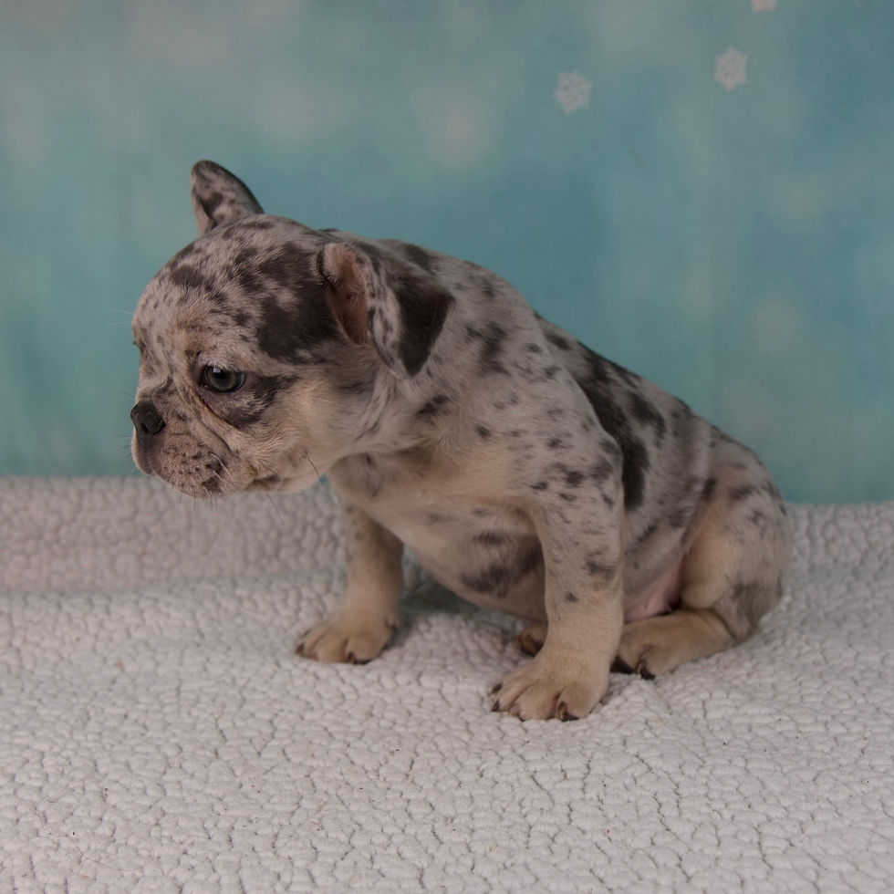 Thumbnail: French Bulldog